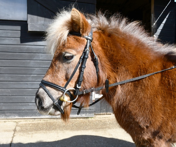 Windsor Leather Small Pony Flash Bridle(inc Reins)